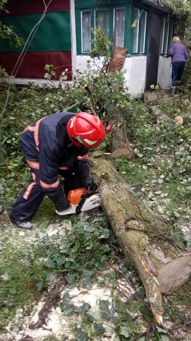У двох районах Рівненщини через сильний вітер дерева впали на будинки