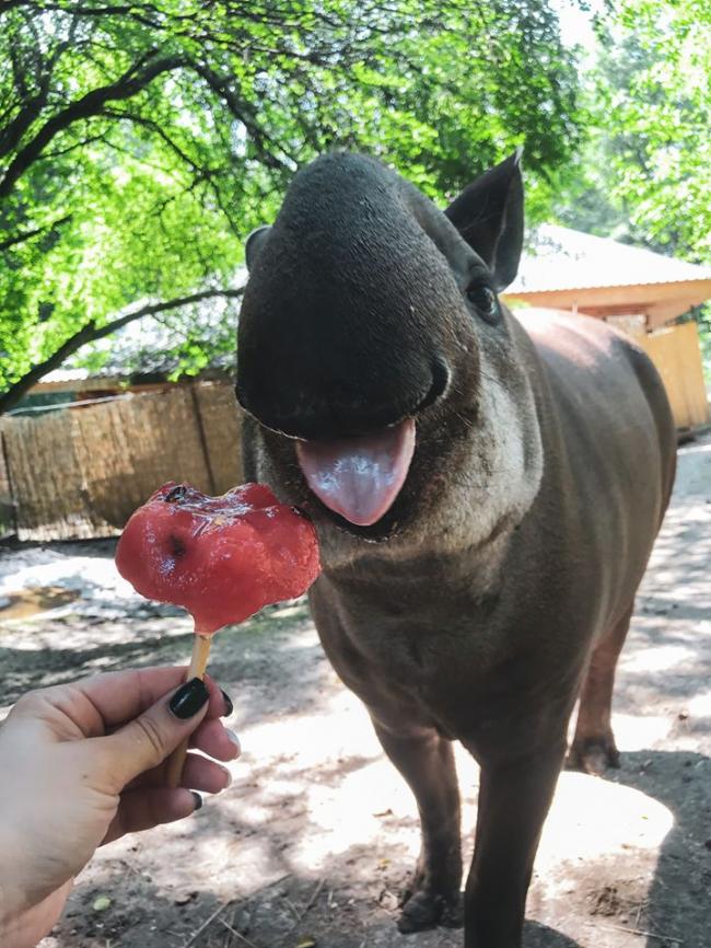 У Рівненському зоопарку святкували день народження тапіра: пригощали морозивом і фруктами