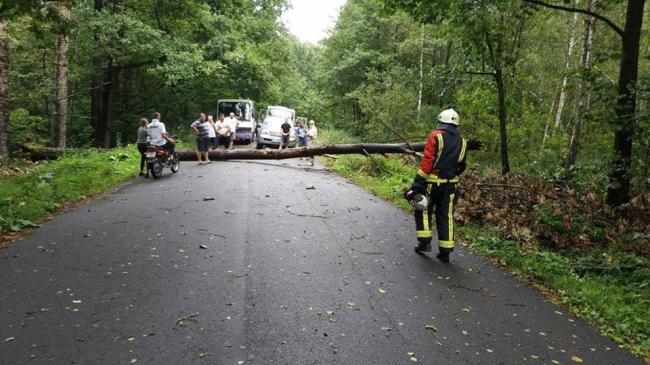 Біля села на Рівненщині впали чотири дерева: одне із них пошкодило автомобіль 