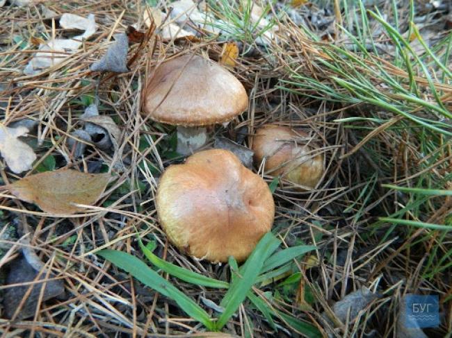 Четверо людей отруїлись грибами на Рівненщині цього року