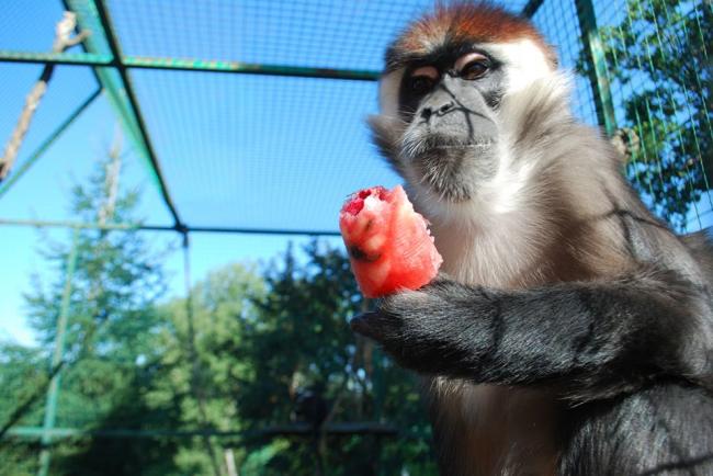 Мешканців Рівненського зоопарку частують морозивом із фруктів (ФОТО)