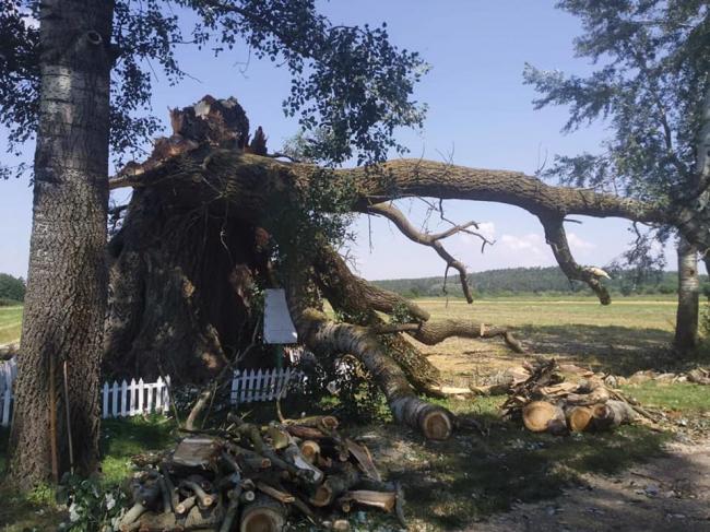 На Рівненщині впала найстаріша тополя України