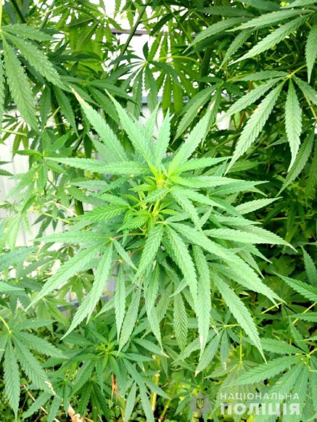 На Рівненщині правоохоронці виявили незаконні посіви наркотичних рослин
