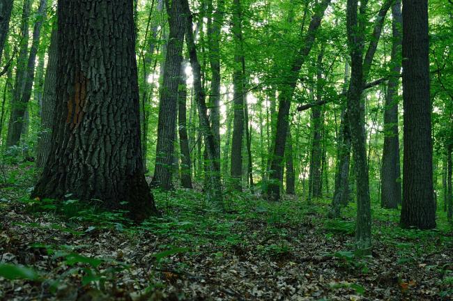Лісництвам Рівненщини цього року було завдано збитків на понад 2,5 млн гривень