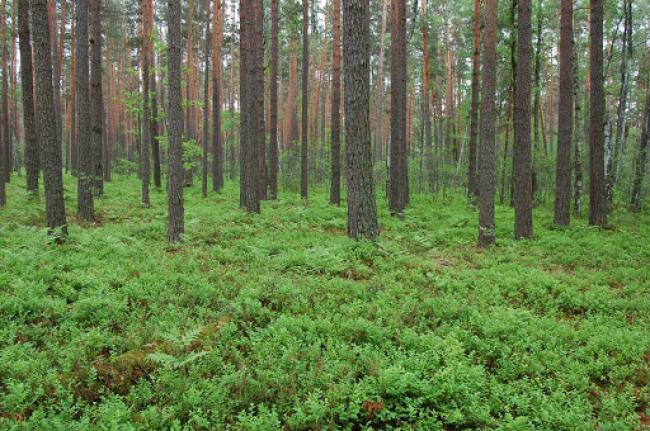 На Рівненщині за 30 років можуть вирубати увесь ліс