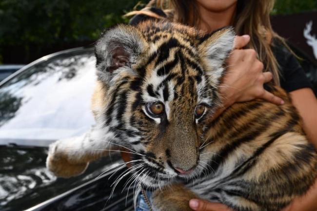 У зоопарку Рівного нова мешканка - тримісячна тигриця Зіра 