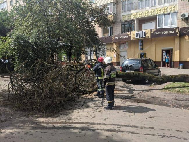У Рівному дерево впало на проїжджу частину дороги (ФОТО)