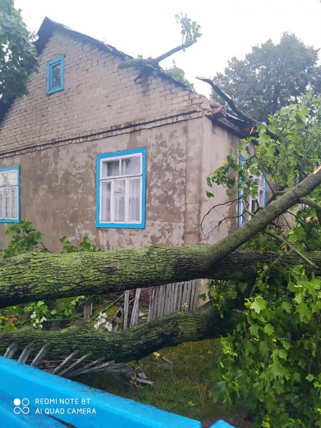 У Сарнах дерево впало на житловий будинок (ФОТО)