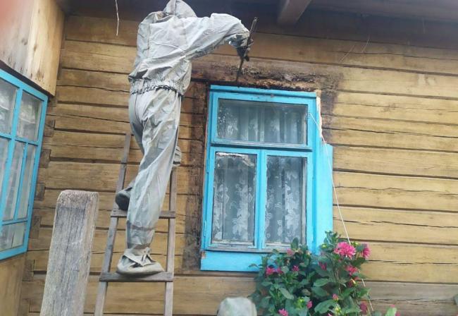 У селі на Рівненщині рятувальники знешкодили гніздо шершнів