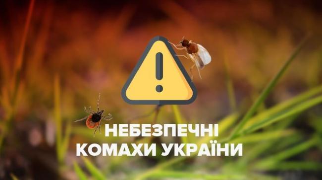 Яких комах в Україні вважають найбільш небезпечними?