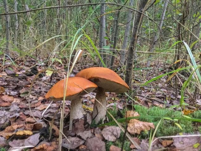 Мешканець Рівненщини опублікував світлини з походу за грибами (ФОТО)