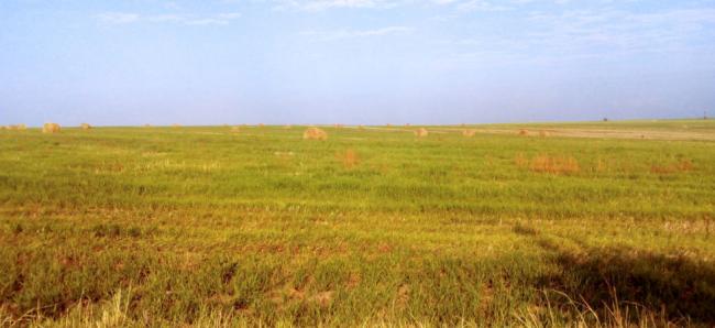 На Рівненщині спостерігається недостатнє зволоження ґрунту