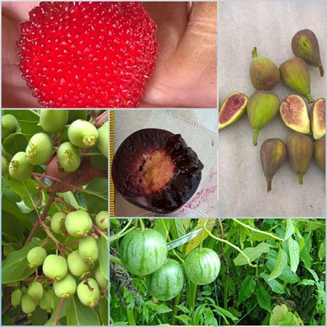 Маракуя, Тибетська малина та Китайський фінік: житель Полісся вирощує екзотичні фрукти (ФОТО)