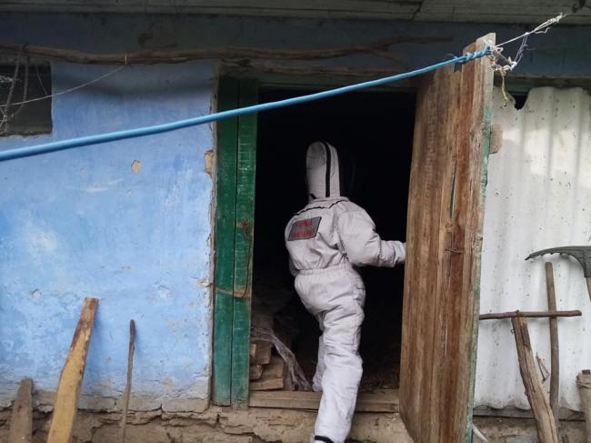 У селі на Рівненщині рятувальники знешкодили кубло шершнів