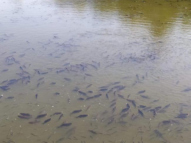 Відомо, скільки риби загинуло в рівненському озері