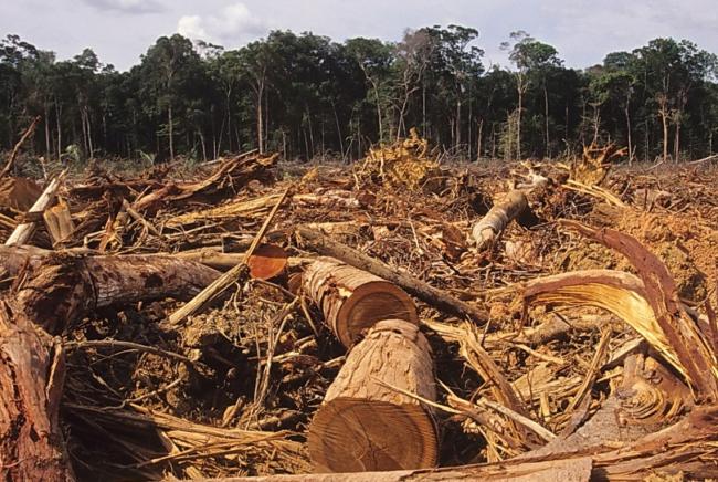 За минулий рік на Рівненщині вирубали більше 42 тисяч гектарів лісу