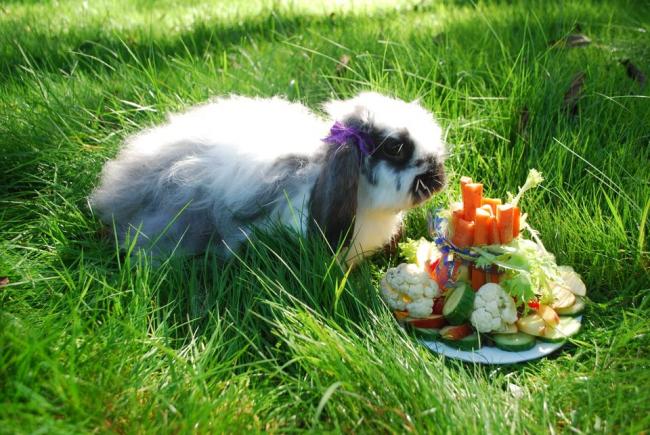 Кролику із Рівненського зоопарку подарували оригінальний торт на День народження (фотофакт)