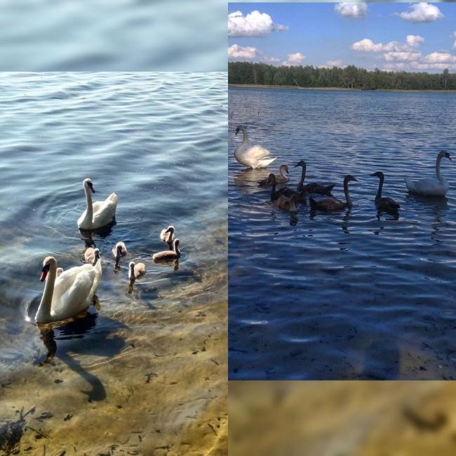 Стали рідними: на озері на півночі Рівненщини оселились лебеді