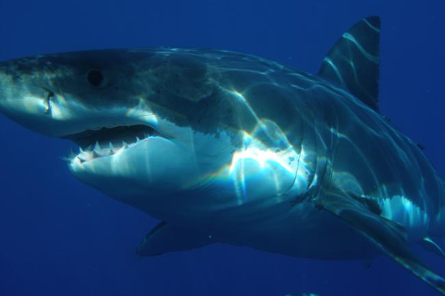 У Єгипті на українських туристів напала акула: лікування оплачує місцевий уряд 