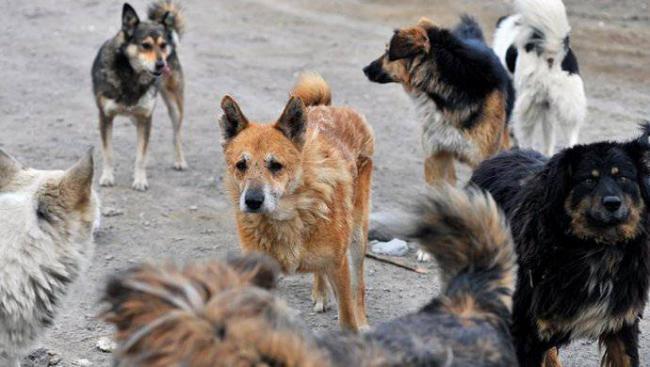У місті на Рівненщині собаки нападають на людей