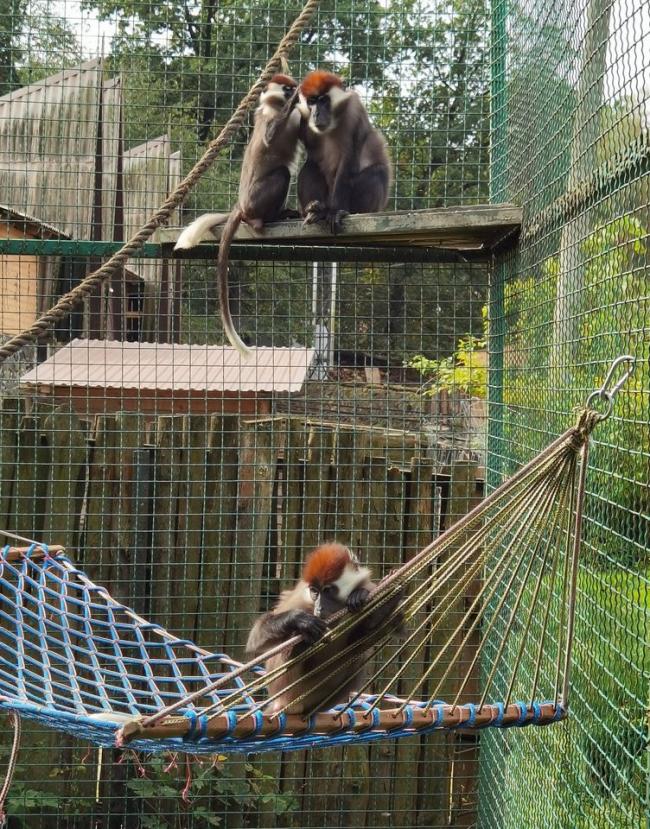 У Рівненському зоопарку є тварини, які занесені до Міжнародної Червоної книги