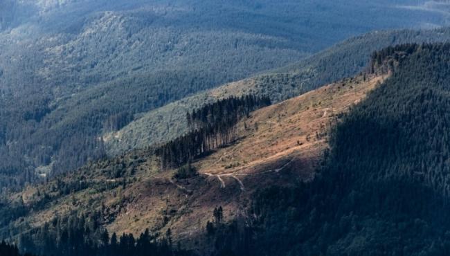 Карпати у небезпеці: через вирубку лісів зростає загроза природних катаклізмів