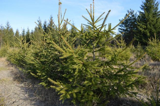 На Рівненщині готові 90 тисяч новорічних дерев: лісівники озвучили ціни на хвойні