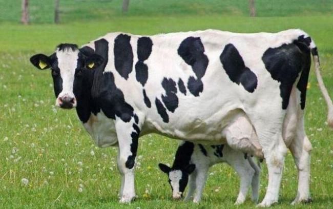 Власникам корів на Рівненщині відшкодують кошти за придбані доїльні апарати