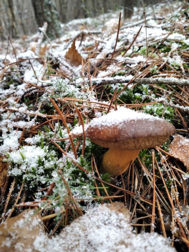 На Рівненщині, попри сніг і морози, продовжується грибний сезон (ФОТО)