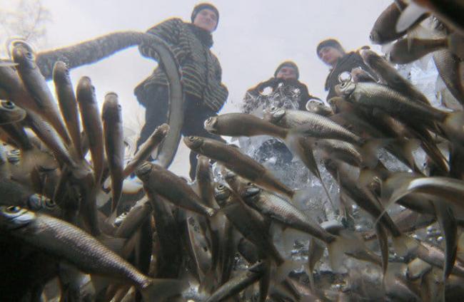 На Рівненщині розпочалася заборона на вилов риби у зимувальних ямах