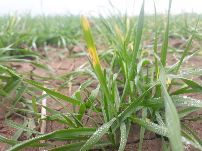 На Рівненщині шкідники "окупували" посіви озимих зернових