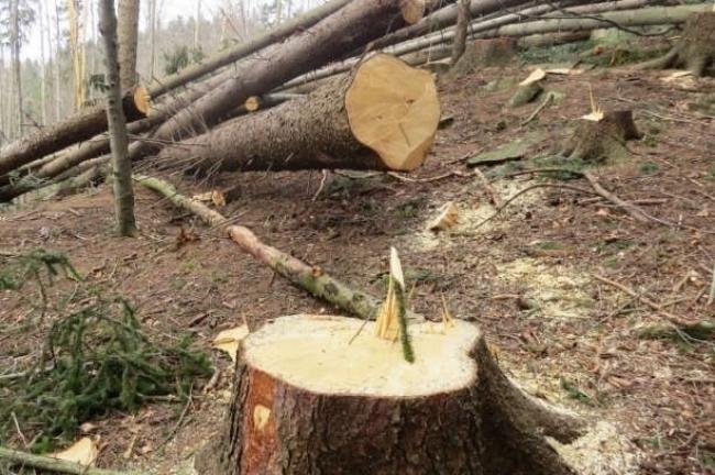 На Рівненщині за самовільну вирубку дерев лісокористувач заплатить майже 400 тисяч гривень