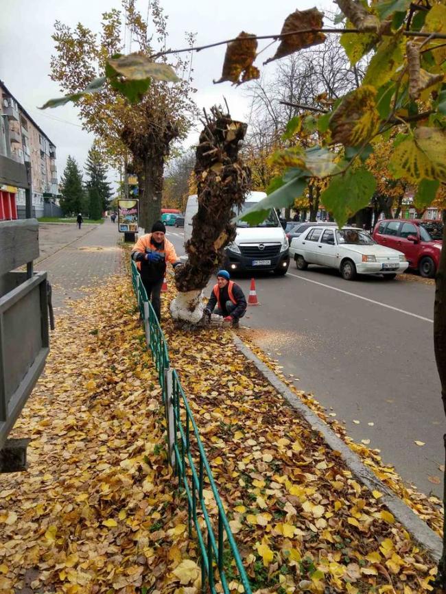 У місті на Рівненщині зрізають аварійні дерева