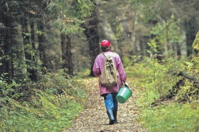 У поліських лісах заблукала жінка, яка збирала гриби