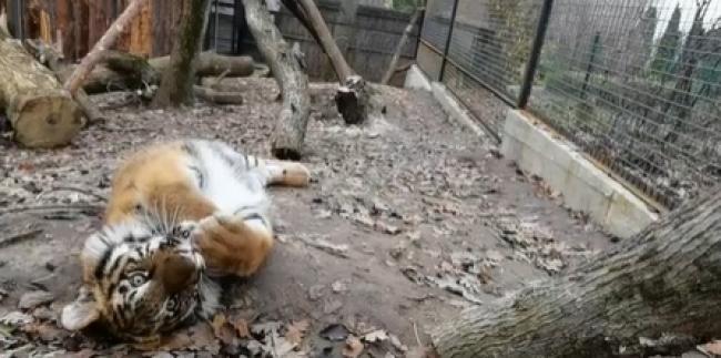 У Рівненському зоопарку побільшало тигрів (ВІДЕО)