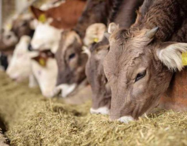 Аграріям Рівненщини відшкодували кошти за придбану племінну худобу