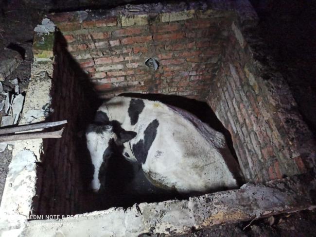 На Рівненщині корова впала у септик 