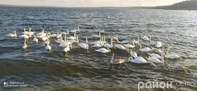 На водосховищі біля Острога знову оселилися лебеді (ФОТО)