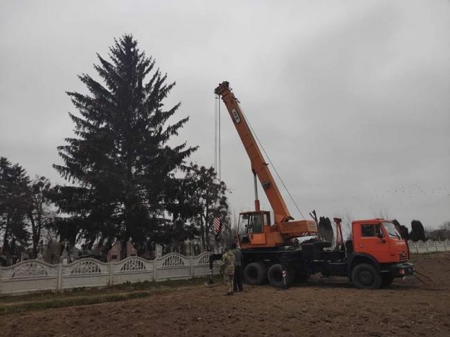 Новорічною ялинкою Дубна буде дерево з кладовища: мешканці обурені