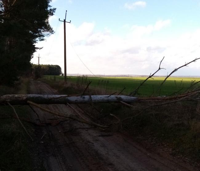 Шквальний вітер повалив дерева на Рівненщині: без світла лишились 150 будинків