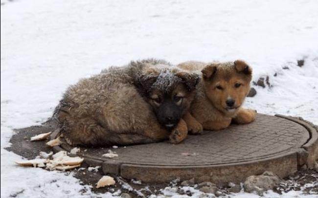 Мешканців Рівненщини закликають допомогти безпритульним тваринам пережити морози