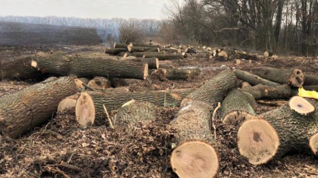 На Рівненщині нелегальні лісоруби зрізали дубів на 140 тисяч гривень