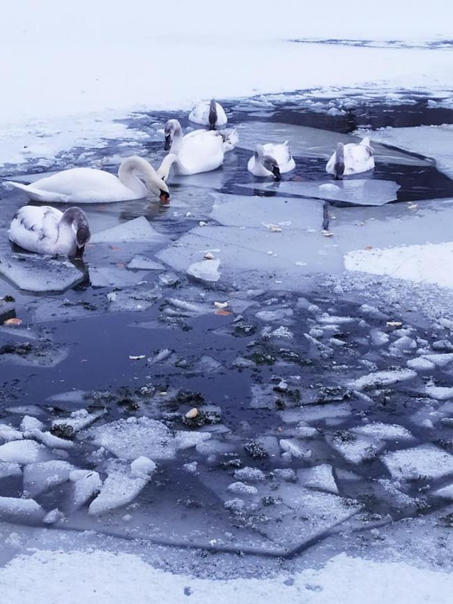 На Рівненщині замерзає водойма, на якій зимують лебеді (ФОТО)