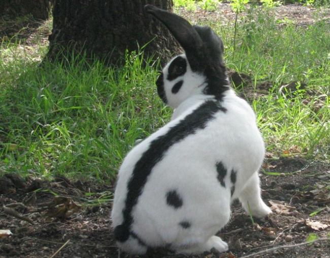 На Волині поліція шукала викрадену породисту кролицю 