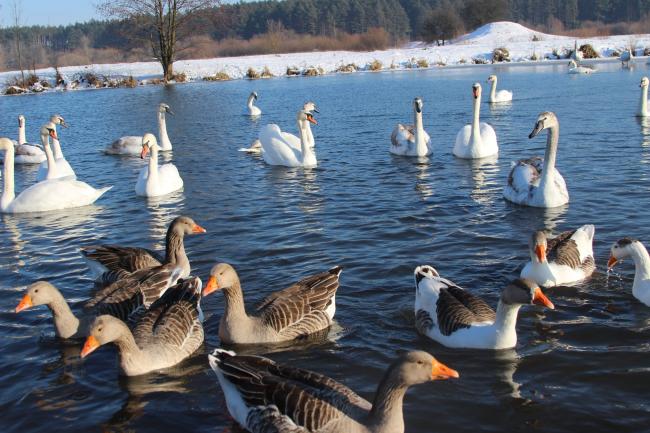 Поруч зі свійськими птахами на водоймі в селі на Рівненщині оселились лебеді (ФОТО)