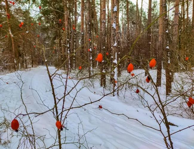 У мережі з`явились фото зимового лісу на Рівненщині (ФОТО)