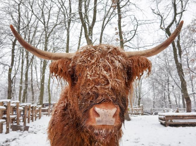 Вихованці Рівненського зоопарку зустріли сніг (+ФОТО)