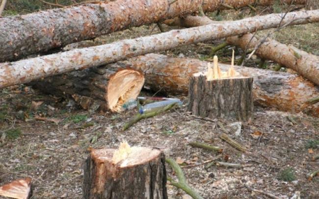 На Рівненщині на лісоруба впало дерево