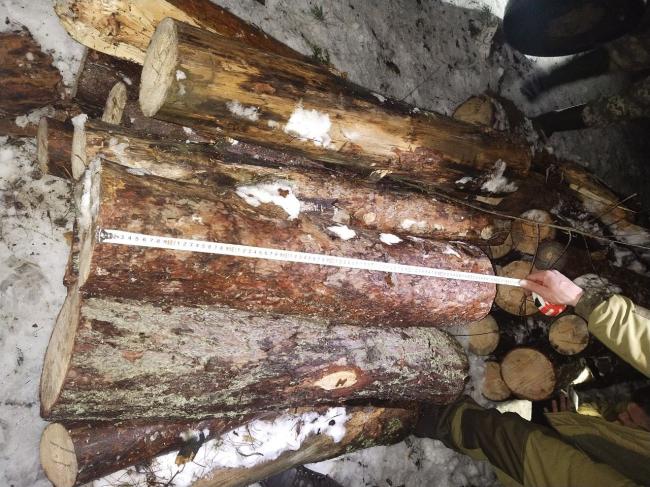 На Рівненщині поліція вилучила понад 100 кубів нелегальної деревини