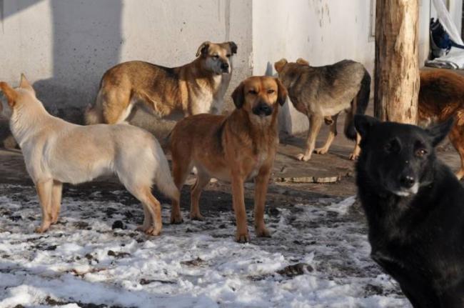 Неподалік школи у Костополі бігає зграя безпритульних собак (ВІДЕО)